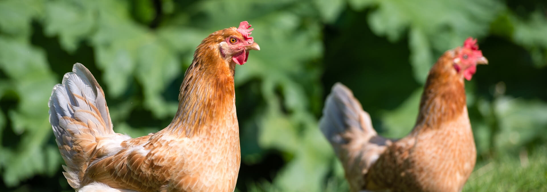 bg3-chickens